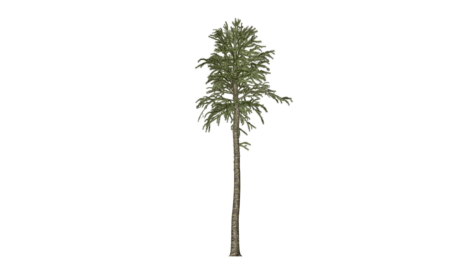 Monkey Puzzle Tree - 01 - Model - TurboSquid 2373670