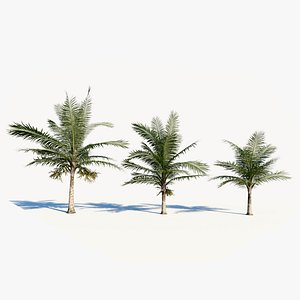 Acanthophoenix rubra a 3D model