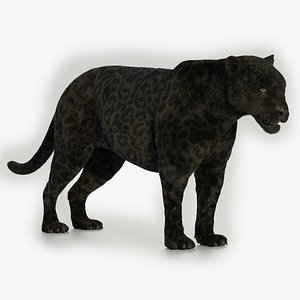 3D model Panther 3D Blender