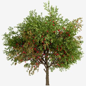 Set of Apple or Malus domestica Tree - 2 Trees