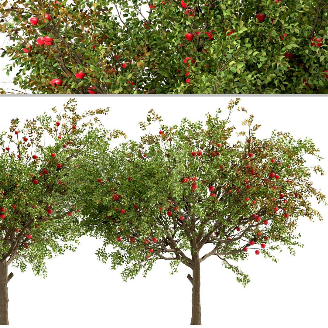 Set of Apple or Malus domestica Tree - 2 Trees 3D model https://p.turbosquid.com/ts-thumb/bZ/FdB6ye/zV/appletree2/jpg/1670488210/1920x1080/fit_q87/e90ab4f988a7c2efa9adfceade8baeb7f8e34f53/appletree2.jpg