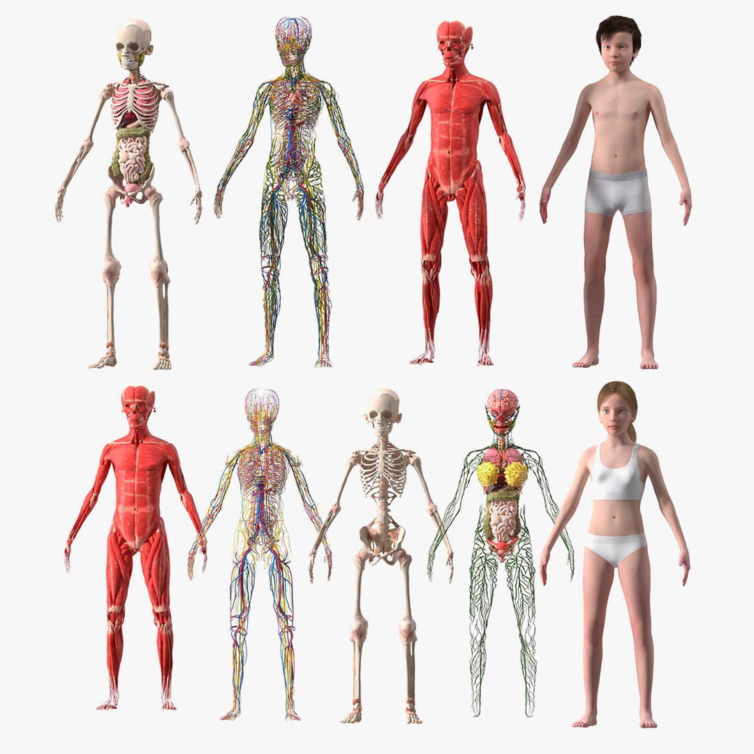 Complete Full Body Girl and Boy Anatomy Fur Collection 3D model preview