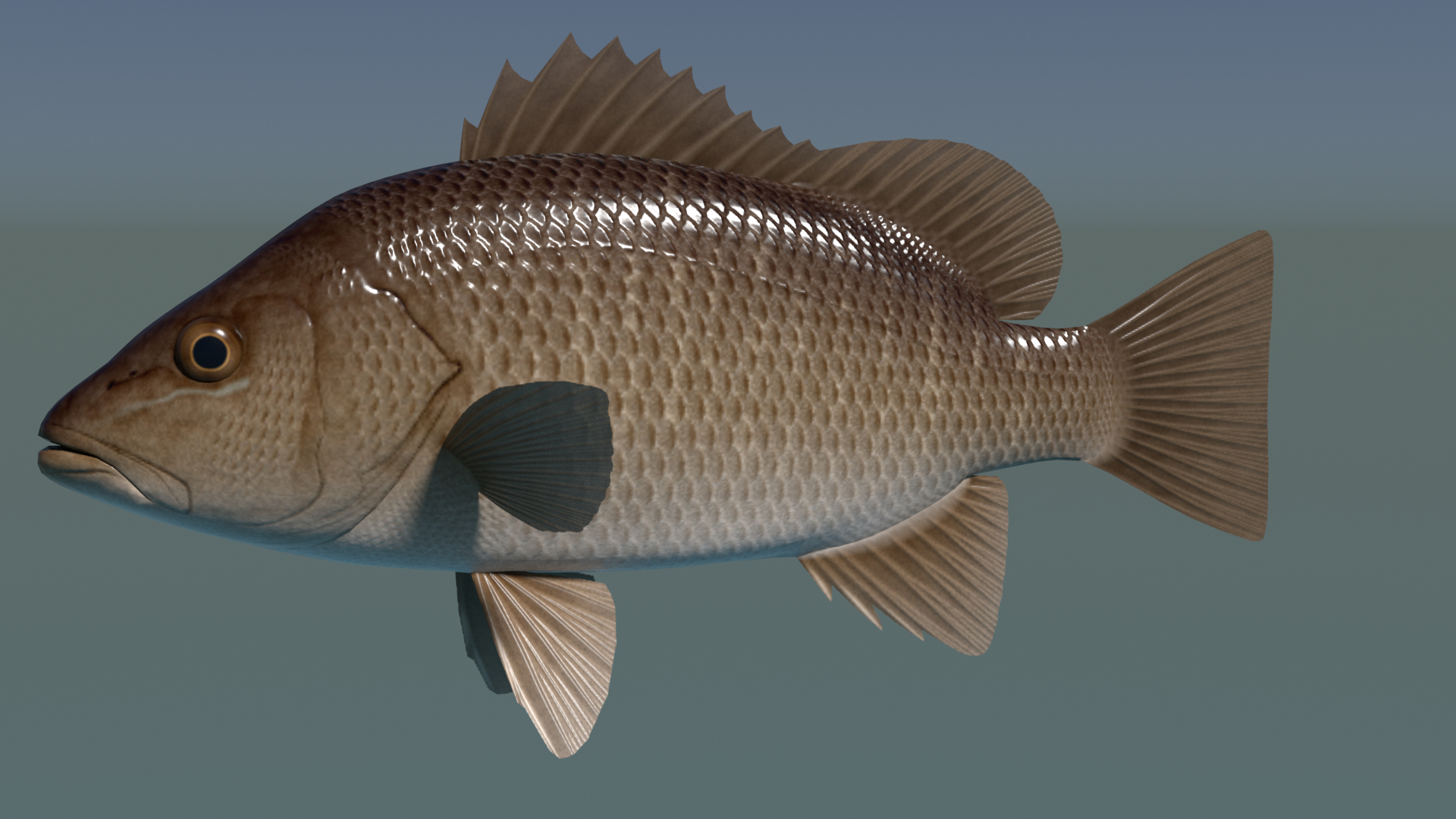 Mangrove Red Snapper 3D Model - TurboSquid 1753181