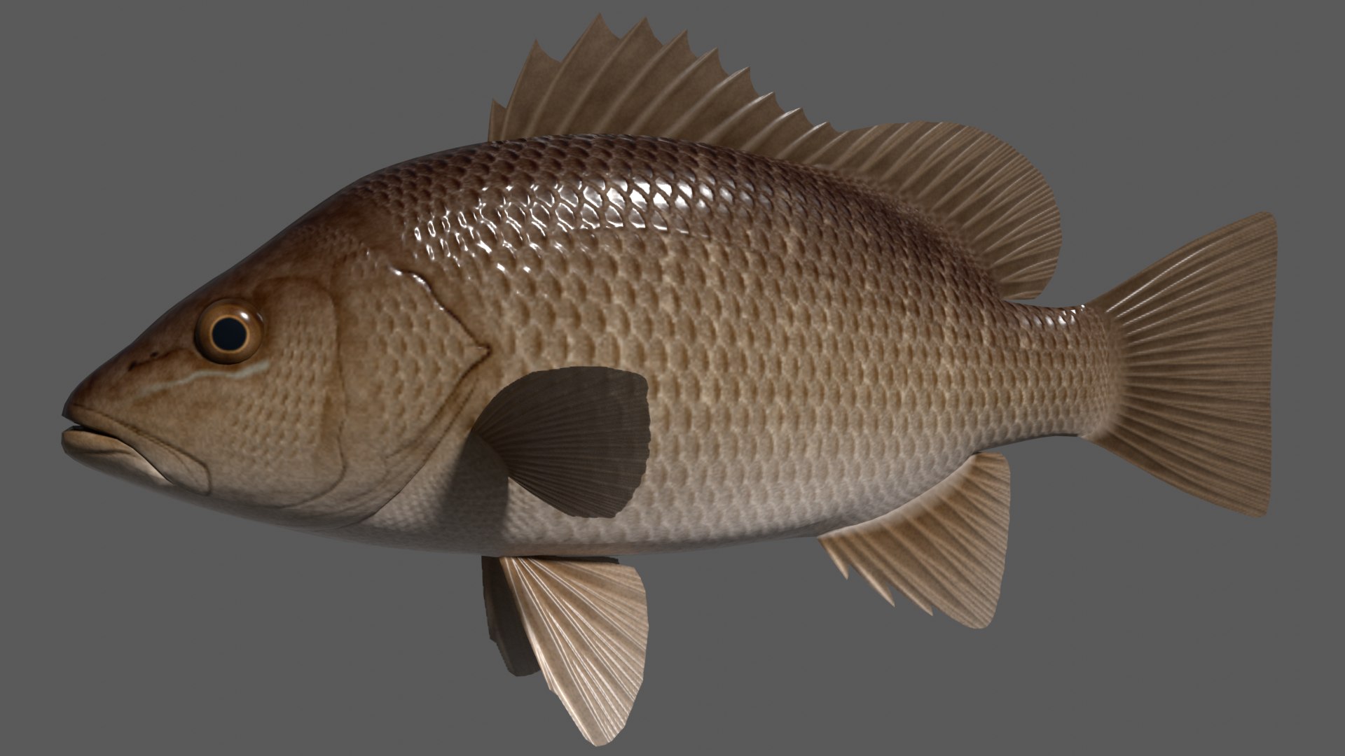 Mangrove Red Snapper 3D Model - TurboSquid 1753181