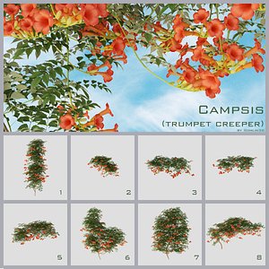 3d campsis trumpet creeper vine