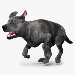 Black Labrador Dog Running Fur Animated Rigged for Cinema 4D