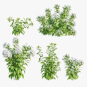 3D Phlox Paniculata David