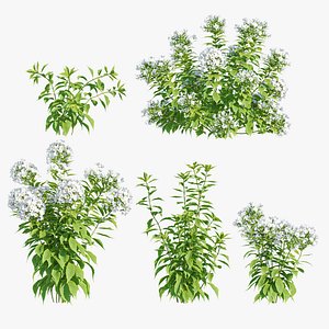 Phlox Paniculata David