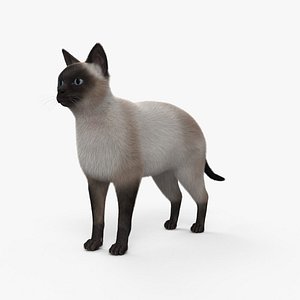 Siamese Cat HD 3D model