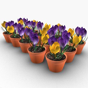 3D Crocus flowers