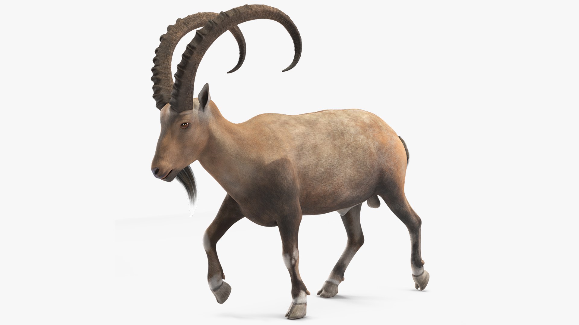 3D Alpine Ibex in Walking Pose model https://p.turbosquid.com/ts-thumb/bZ/x98X6B/5x/alpineibexinwalkingposec4dmodel001/jpg/1715128460/1920x1080/fit_q87/c7f483e687145dbf45c9f6838f25789ddc6a80f6/alpineibexinwalkingposec4dmodel001.jpg