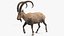 3D Alpine Ibex in Walking Pose model