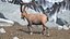 3D Alpine Ibex in Walking Pose model