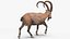 3D Alpine Ibex in Walking Pose model