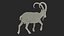 3D Alpine Ibex in Walking Pose model