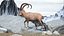 3D Alpine Ibex in Walking Pose model