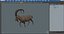 3D Alpine Ibex in Walking Pose model