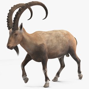 3D Alpine Ibex in Walking Pose model