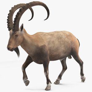 Alpine Ibex in Walking Pose