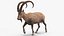 3D Alpine Ibex in Walking Pose model