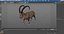 3D Alpine Ibex in Walking Pose model