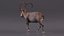 3D Alpine Ibex in Walking Pose model