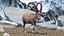 3D Alpine Ibex in Walking Pose model