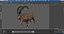 3D Alpine Ibex in Walking Pose model