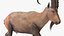 3D Alpine Ibex in Walking Pose model