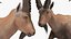 3D Alpine Ibex in Walking Pose model