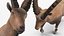 3D Alpine Ibex in Walking Pose model