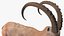 3D Alpine Ibex in Walking Pose model