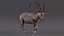 3D Alpine Ibex in Walking Pose model