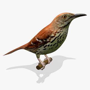 maya brown thrasher ab