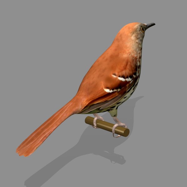 3D модель AB Brown Thrasher SA TurboSquid 731610