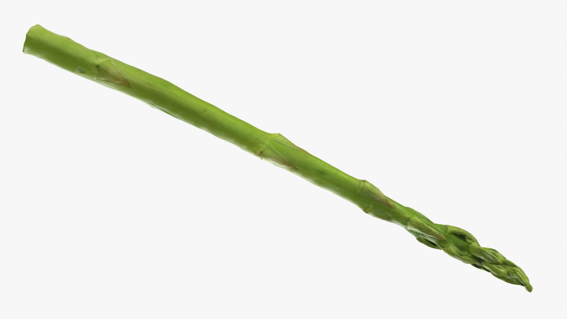Asparagus 01 3D model https://p.turbosquid.com/ts-thumb/ba/0dgJq4/4s/asparagus01_0004/png/1758428698/1920x1080/fit_q87/f4a26d7c17e26b5a95b15724dac310c1728c31f3/asparagus01_0004.jpg