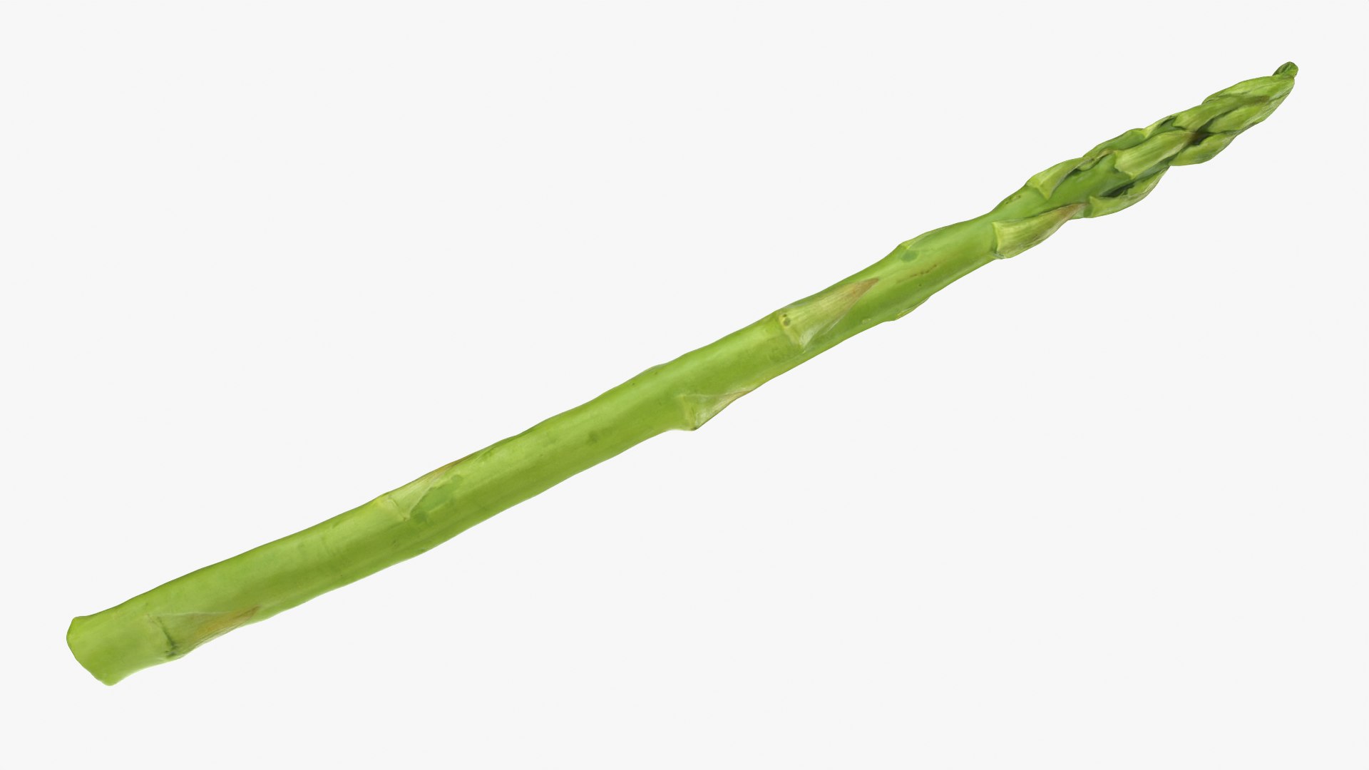 Asparagus 01 3D model https://p.turbosquid.com/ts-thumb/ba/0dgJq4/8v/asparagus01_0007/png/1758428695/1920x1080/fit_q87/dd2467d0703789432e5462d0939c8b379f27b5cc/asparagus01_0007.jpg