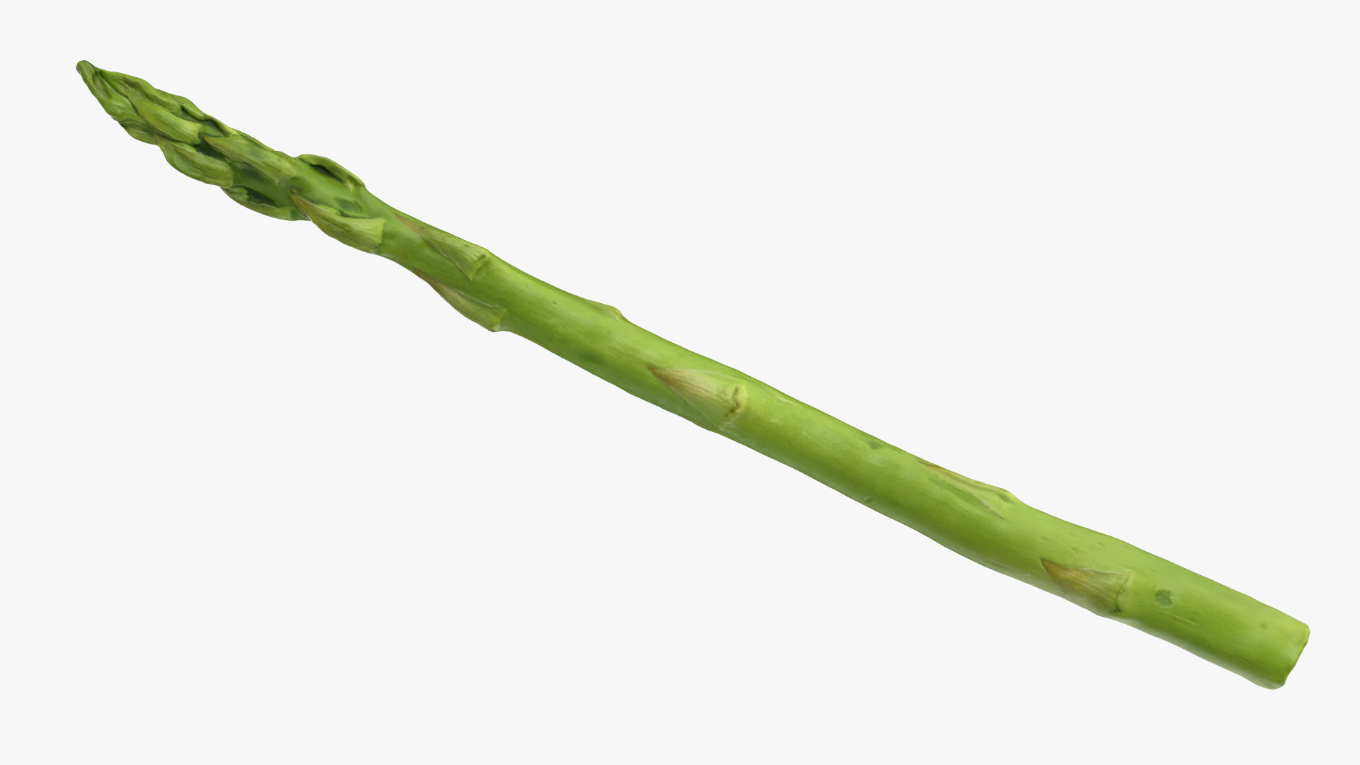 Asparagus 01 3D model https://p.turbosquid.com/ts-thumb/ba/0dgJq4/GZ/asparagus01/png/1759430121/1920x1080/turn_fit_q99/6c38cf3e34cb81e26c09e7df9580cf107bf9eee9/asparagus01-1.jpg