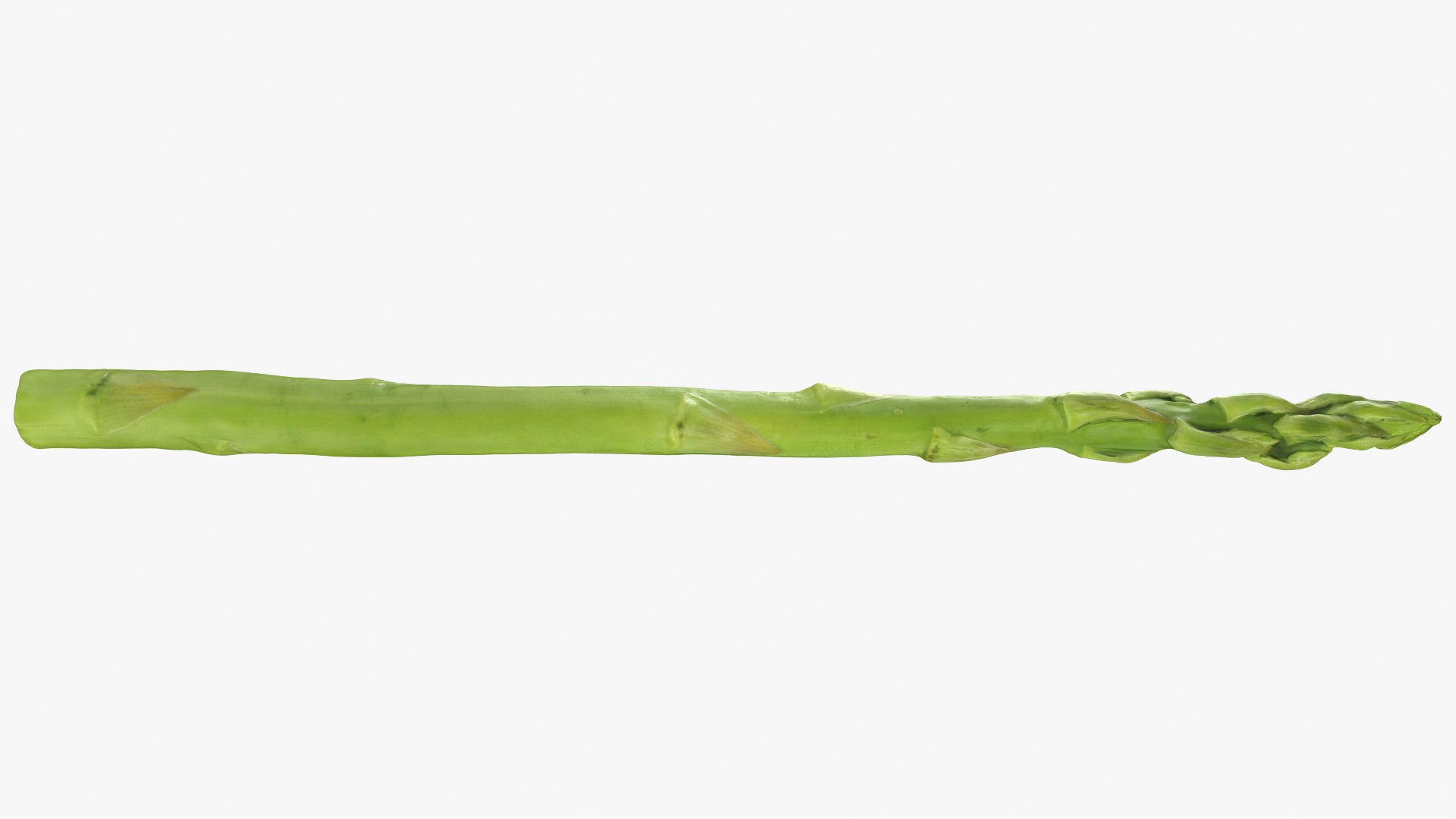 Asparagus 01 3D model https://p.turbosquid.com/ts-thumb/ba/0dgJq4/RT/asparagus01_0011/png/1758428705/1920x1080/fit_q87/22cbe1d43e91b44e2f266370b46658bfcf0dfdc7/asparagus01_0011.jpg