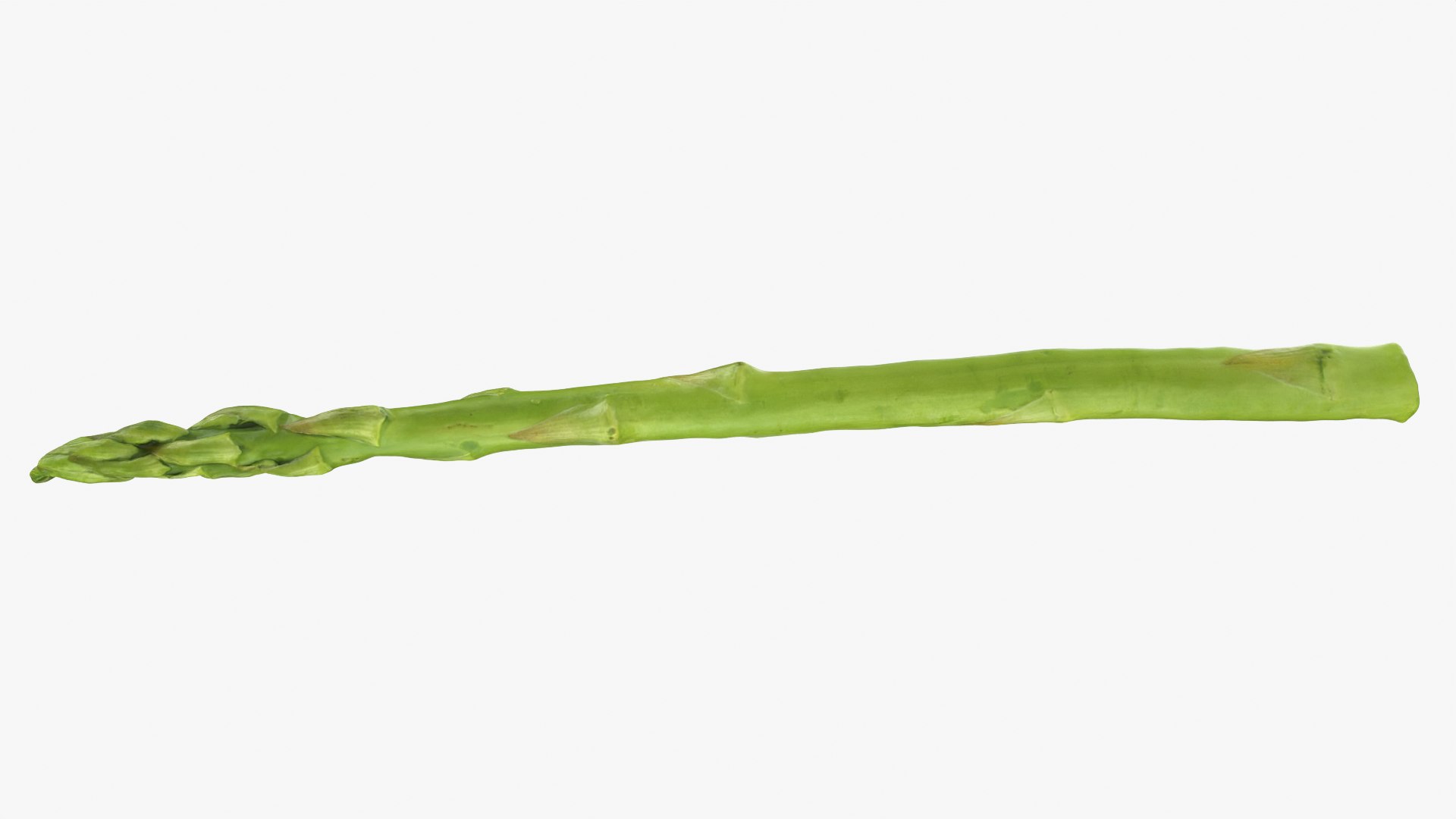 Asparagus Collection 3D https://p.turbosquid.com/ts-thumb/ba/0dgJq4/tE/asparagus01_0001/png/1787106519/1920x1080/fit_q87/e6db16daa165a3c780e342f1a8a8bfa28fce4ef2/asparagus01_0001.jpg