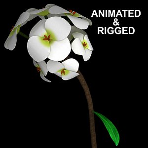 flowers open animation 3D