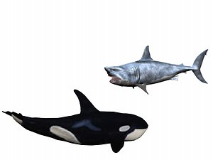 orca shark 3D model