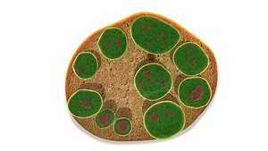 3d model endospore spore