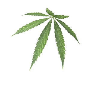 marijuana leaf max