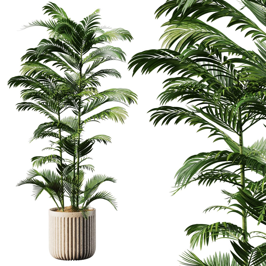 Indoor Plant Set 01 3D model https://p.turbosquid.com/ts-thumb/ba/cjLU5y/4p/view02/jpg/1721204147/1920x1080/fit_q87/57122c9343d8fef9e86ca9127f76b93dc35271a0/view02.jpg