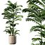 Ensemble de plantes d'intérieur 01
