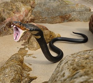 Attack Dark Skin Cobra Animated Rigged 3D model