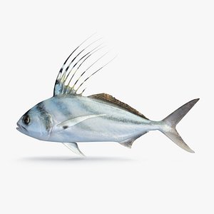 RoosterFish