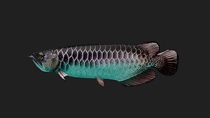 Arowana 3D model