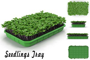 Seedlings Tray # 2